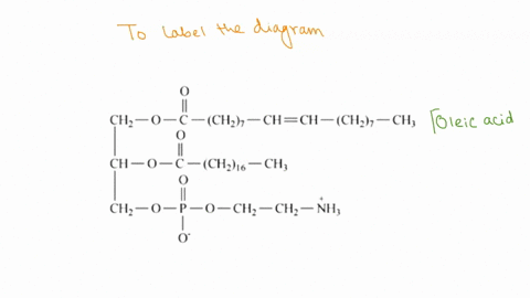 labe-the-diagram-by-dragging-the-labels-to-the-appropriate-targets-reset-help-serine-ethanolamine-chzh-chch_chzh-ch-oleic-acid-palmitoleic-acid-glycerol-ch0-chz6-ch-stearic-acid-0-chz-chz-nh-38178