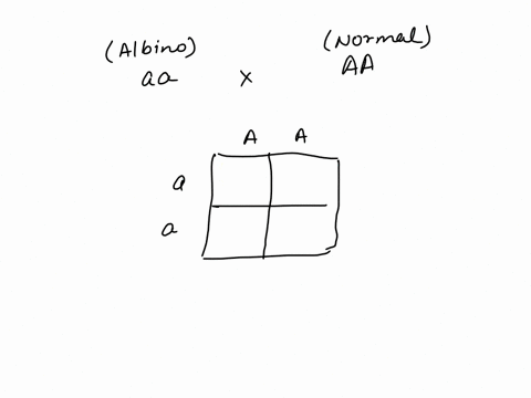 if-an-albino-aamates-with-a-person-homozygous-for-normal-pigment-aa-multiple-choice-there-is-a-100-probability-that-the-child-will-have-normal-pigmentation-there-is-a-100-probability-that-th-21918