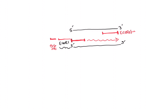 design-the-primers-required-to-amplify-the-below-gene-209bp-so-that-it-can-be-cloned-into-the-eco-ri-site-of-the-vector-pgemex-1