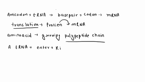 what-the-anticodon-rna-sequence-below-corresponding-amino-acid-of-the-second-codon-using-the-5-gccaccaugggccaauuacgaagguuuugcugaccaggucaa-3-anticodon-5-ccg-3-amino-acid-gly-anticodon-gcc-3-a-49005