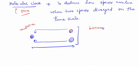 a-how-do-scientists-use-molecular-clocks-to-study-evolution-b-explain-some-assumptions-and-limitations-of-the-molecular-clock-concept-16988