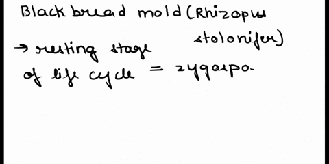 which-part-of-the-life-cycle-of-black-bread-mold-is-the-resting-stage-that-can-survive-unfavorable-2-70606
