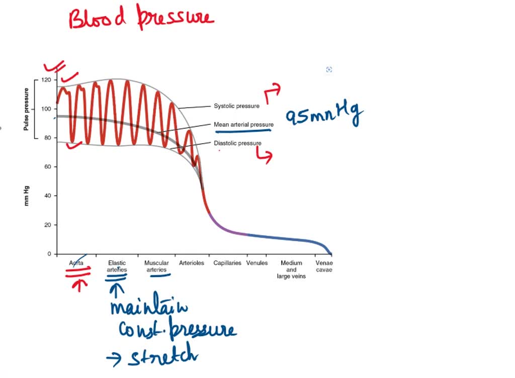 SOLVED The figure below shows blood pressure in different vessels