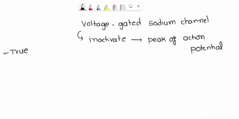 voltage-gated-sodium-channels-inactivate-at-the-peak-of-the-action-potential-true-or-false-7563