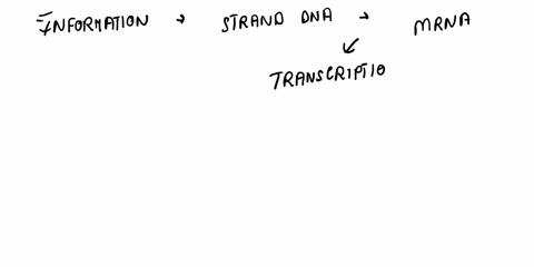 what-is-the-main-enzyme-that-catalyzes-transcription-51234