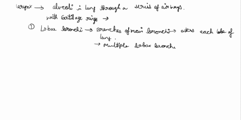 the-airways-in-the-respiratory-system-connect-the-larynx-with-the-alveoli-in-the-lung-of-the-parts-of-the-airway-system-which-is-midline-structure-there-is-only-one-and-it-has-cartilage-ring-21857