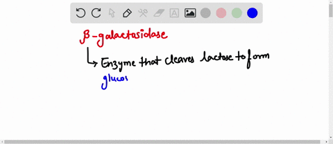 the-enzyme-b-galactosidase-converts-the-disaccharide-lactose-into-a-allolactose-b-glucose-c-allolactose-and-glucose-d-allolactose-glucose-galactose-e-sucrose-and-glucose-63026