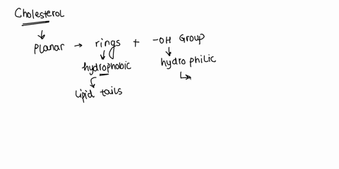 the-steroid-lipid-cholesterol-is-component-of-membranes-identify-true-statements-about-cholesterol-and-its-role-in-membrane-fluidity-cholesterol-increases-membrane-fluidity-in-membrane-that-13297