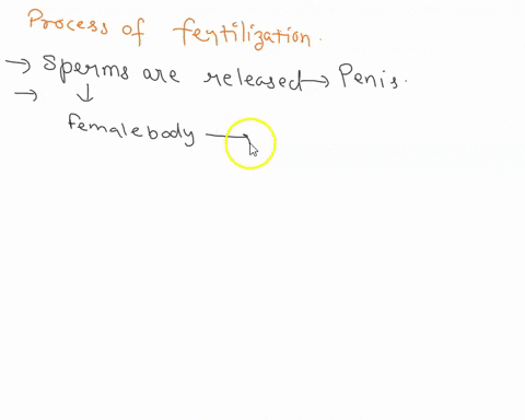 describe-the-process-of-fertilisation-in-human-beings-83648