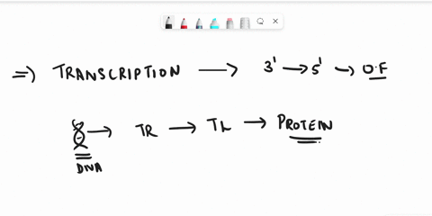 the-postabsorptive-state-relies-on-stores-of-________-in-the-________a-insulin-pancreasb-glucagon-pancreasc-glycogen-liverd-glucose-liver-29589