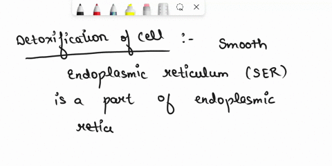 which-organelle-aids-with-the-detoxification-of-the-cell-as-well-as-makes-lipids-for-cell-membrane-mitochondria-golgi-apparatus-smooth-endoplasmic-reticulum-rough-endoplasmic-reticulum-98986