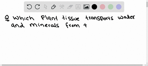 which-plant-tissue-transports-water-and-min-erals-from-the-roots-to-the-leaf-a-xylem-b-phloem-c-parenchyma-d-collenchyma-97234