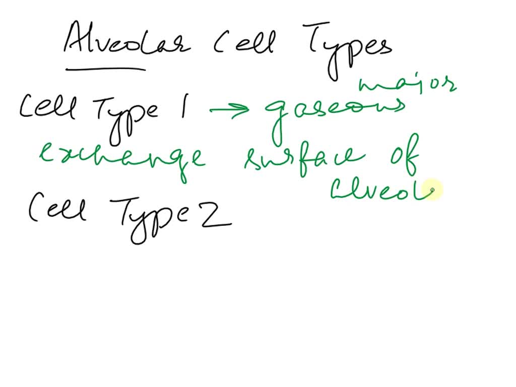 type 2 alveolar cells function