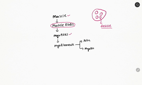 the-contractile-organelles-of-a-skeletal-muscle-fiber-are-thread-like-structures-called-86985