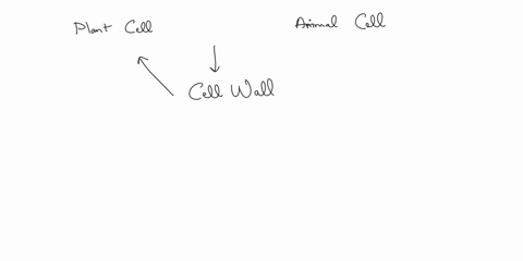 what-is-one-main-difference-between-animal-cells-and-plant-cells-76944