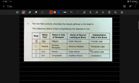 the-row-that-correctly-describes-the-neural-pathway-to-the-brain-is-the-statement-above-is-best-completed-by-the-answers-in-row-row-body-part-name-or-site-of-receptor-name-of-neuron-leading-75052