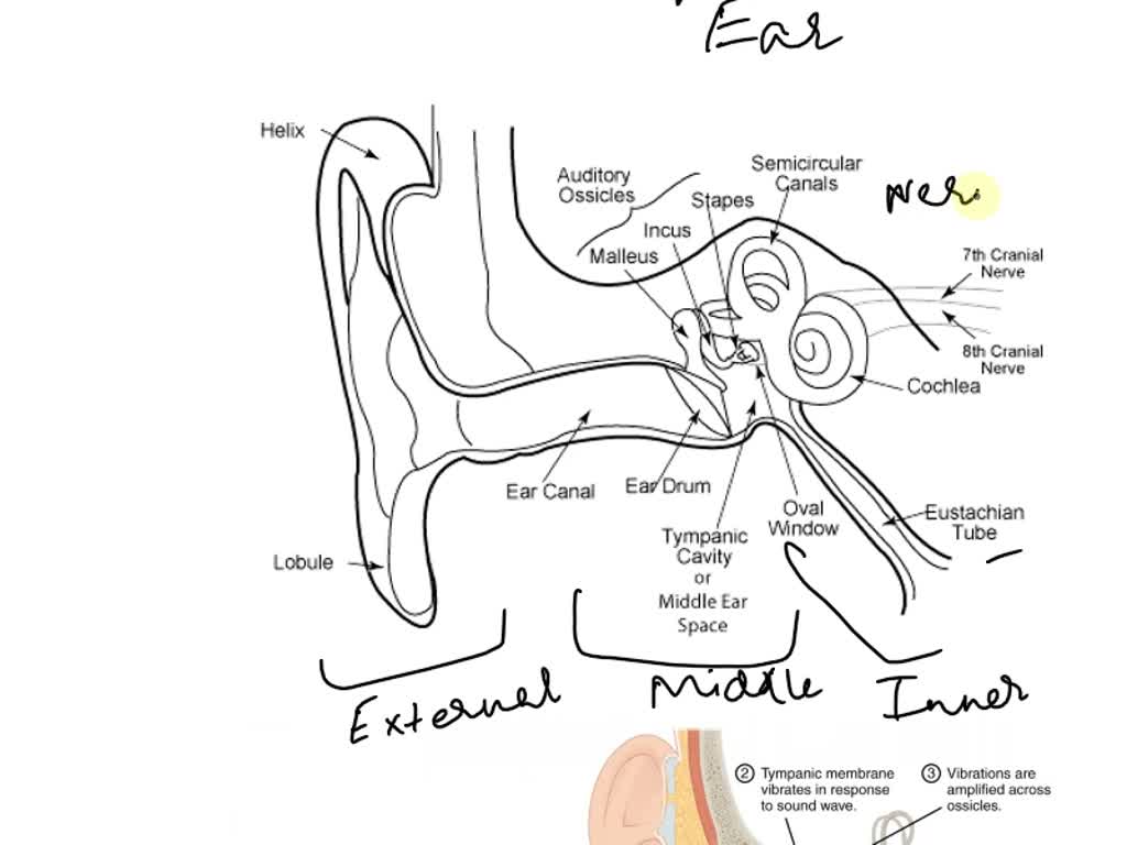 The diagram above is an illustration of some parts of a mammalian ear.  Study it and... - Myschool