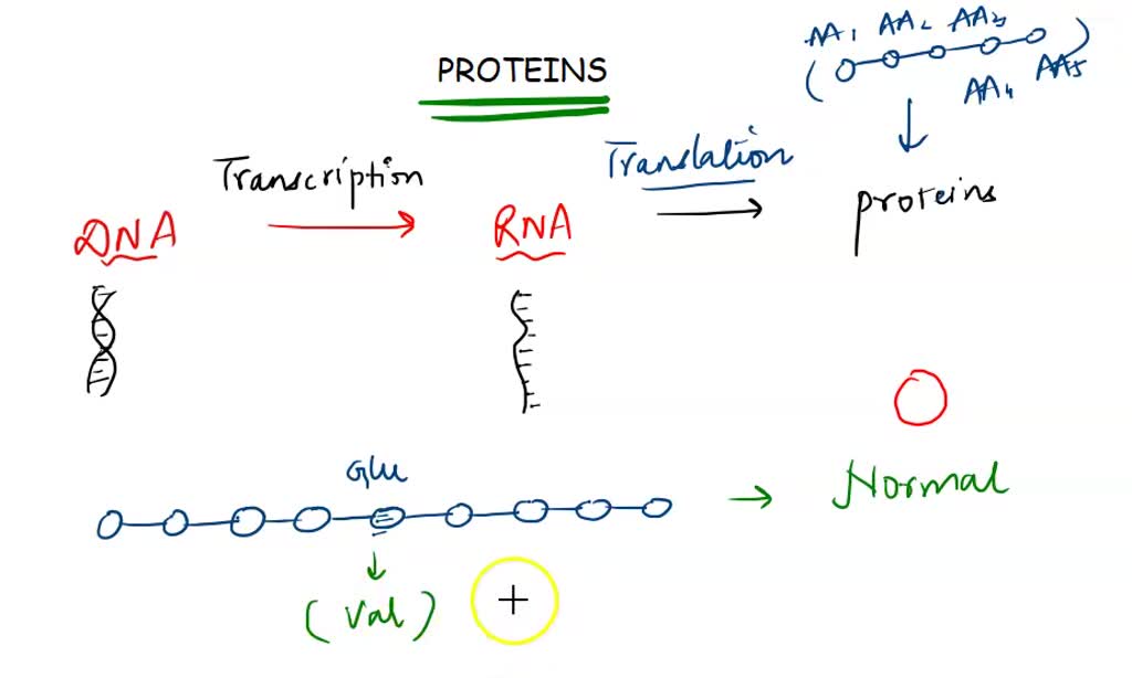 SOLVED The function of genes is to control the production of enzymes