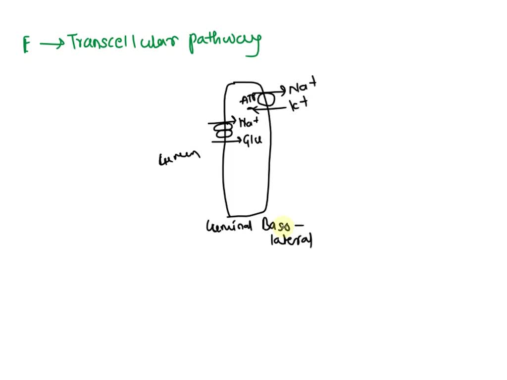 SOLVED Na+ reabsorption by the proximal tubule is an example of A