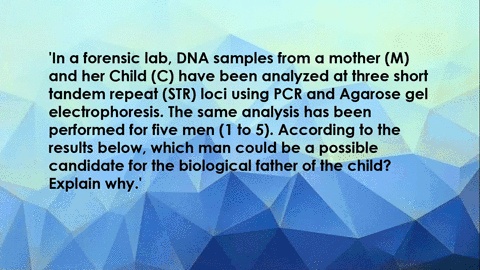 in-a-forensic-lab-dna-samples-from-a-mother-m-and-her-child-c-have-been-analyzed-at-three-short-tandem-repeat-str-loci-using-pcr-and-agarose-gel-electrophoresis-the-same-analysis-has-been-pe-60545