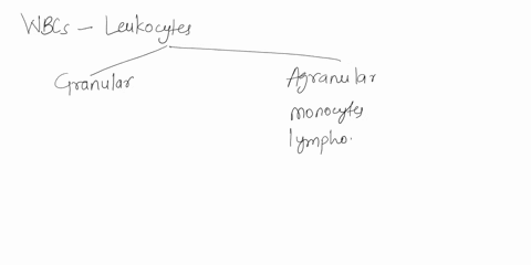 question-34-2-points-which-leukocyte-is-implicated-in-certain-allergic-reactions-and-attacks-internal-parasites-neutrophils-lymphocytes-basophils-eosinophils-monocytes-89428