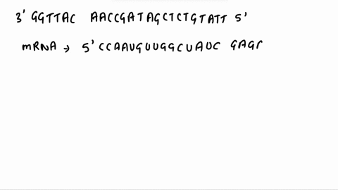 examine-the-dna-sequence-listed-below-use-the-lower-strand-of-this-dna-molecule-as-the-template-transcribe-the-dna-to-mrna-and-translate-the-mrna-to-amino-acid-sequences-5_cca-atgttggctatcga-85315