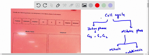 classify-the-following-phases-into-interphase-or-the-mitollc-phase-of-cell-division-frottase-cyorinests-anpnase-teboonase-merphase-mrtoue-pinaay-irmhzhata-82938