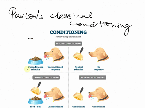 i-have-a-question-about-pavlovs-classical-conditioning-can-you-explain-the-processes-unconditioned-response-conditioned-responce-etc-thank-you-3098