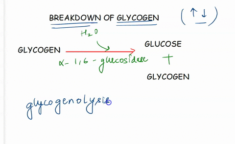 hydrolysis-of-glycogen-will-have-what-effect-on-blood-glucose-level-multiple-choice-increase-blood-glucose-level-decrease-blood-glucose-level-no-effect-on-blood-glucose-level-61715
