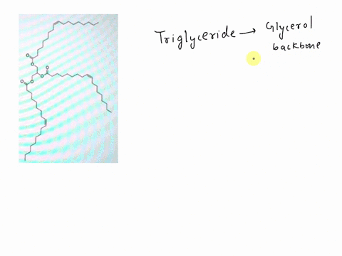 which-describes-the-molecule-below-a-a-lipid-with-three-unsaturated-fatty-acids-b-a-lipid-with-two-unsaturated-fatty-acids-and-one-saturated-fatty-acid-c-a-lipid-with-two-saturated-fatty-aci-55275