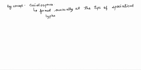 conidia-are-formed-a-asexually-at-the-tips-of-special-hyphae-b-during-sexual-reproduction-c-by-all-t-08116