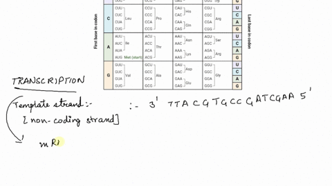 here-is-a-dna-sequence-that-codes-for-an-extremely-short-protein-ttacgtgccgatcgaa-template-strand-aatgcacggctagctt-non-template-or-coding-strand-a-transcribe-it-to-mrna-write-your-answer-in-58544