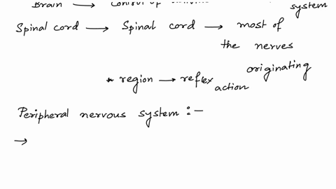 identify-the-organs-of-the-cns-and-pns-19959