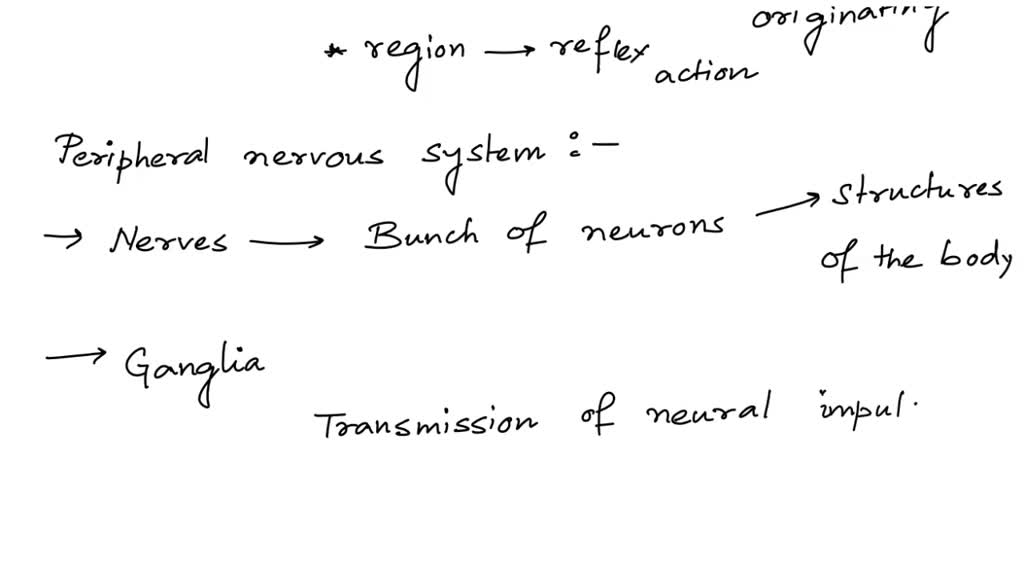 SOLVED: 12. Name and describe the 3 meninges of the CNS.