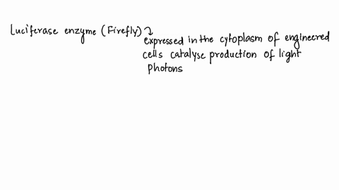 luciferase-is-a-protein-enzyme-that-is-produced-by-fireflies-and-catalyzes-a-reaction-allowing-them-to-glow-at-night-why-might-it-be-useful-to-scientists-to-learn-the-genetic-code-for-the-pr-89173