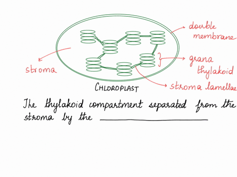 in-plant-cells-photosynthesis-happens-inside-organelles-called-chloroplasts_-the-different-stages-in-the-reactions-of-photosynthesis-happen-different-parts-of-the-chloroplast-so-it-is-import-94346