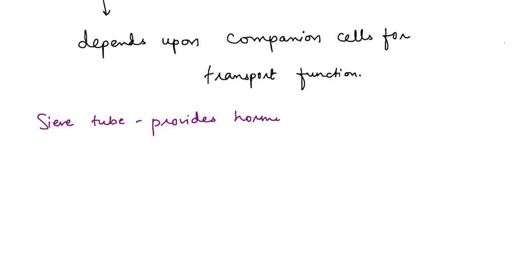 SOLVED How do sievetube elements and companion cells work together