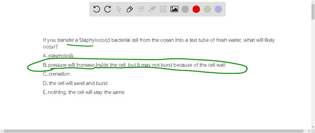 If you transfer a Staphylococci bacterial cell from the ocean into a