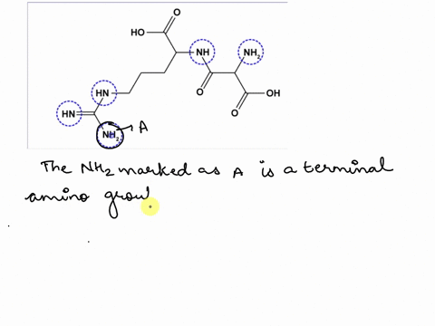 identify-the-terminal-amino-group-of-this-dipeptide-of-arginine-and-aspartic-acid-click-on-the-n-terminus-ho-nh-nh_-hn-oh-hn-nd-01832