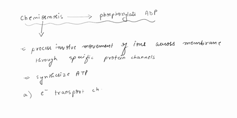 which-of-the-following-reactions-use-chemiosmosis-to-phosphorylate-adp-choose-all-that-apply-the-calvin-cycle-the-citric-acid-cycle-the-electron-transport-chain-on-the-inner-mitochondrial-me-51688