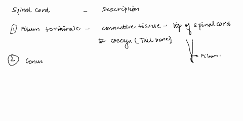 p-r-e-l-a-b-activity-4-examining-the-functional-anatomy-of-the-spinal-cord-1-match-each-of-the-following-spinal-cord-structures-with-its-description-a-filum-terminale-1-tapered-end-of-the-sp-32357