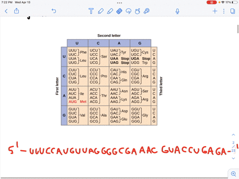 7. Translate the partial gene sequence and give the sequence of amino ...