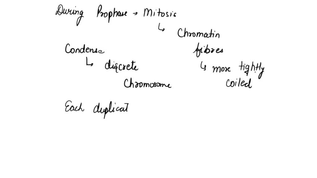 solved-what-does-it-mean-when-chromosomes-are-said-to-condense-during