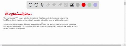 what-is-the-importance-of-pyrophosphatase-in-the-synthesis-of-nucleic-acids-77218