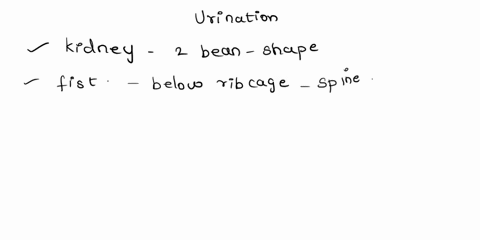 the-place-where-urine-is-stored-until-urination-52601