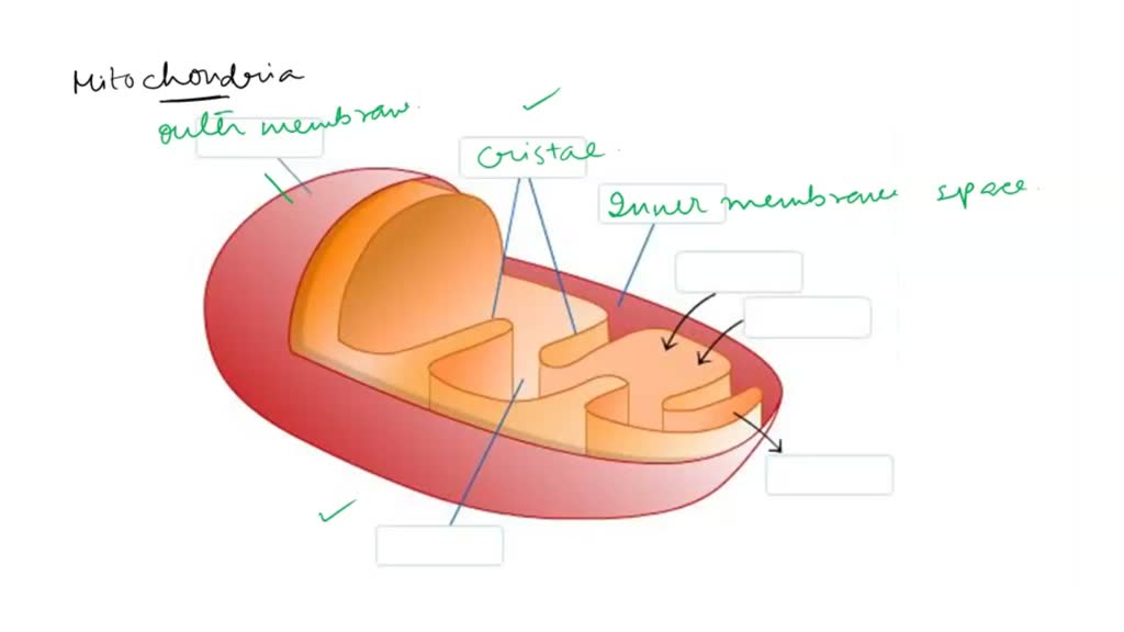 SOLVED: Label the structures on the given mitochondrion. Then