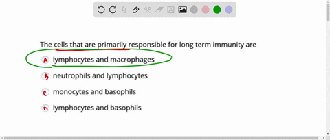 the-cells-that-are-primarily-responsible-for-long-term-immunity-are-lymphocytes-and-macrophages-neutrophils-and-lymphocytes-monocytes-and-basophils-lymphocytes-and-basophils-91507