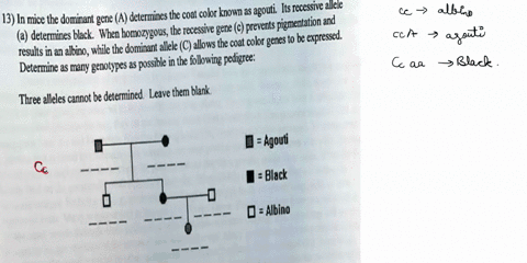 agouti-its-recessive-allele-13-in-mice-the-dominant-gene-a-determines-the-coat-color-known-as-prevents-pigmentation-and-a-determines-black-when-homozygous-the-recessive-gene-c-be-expressed-r-05858