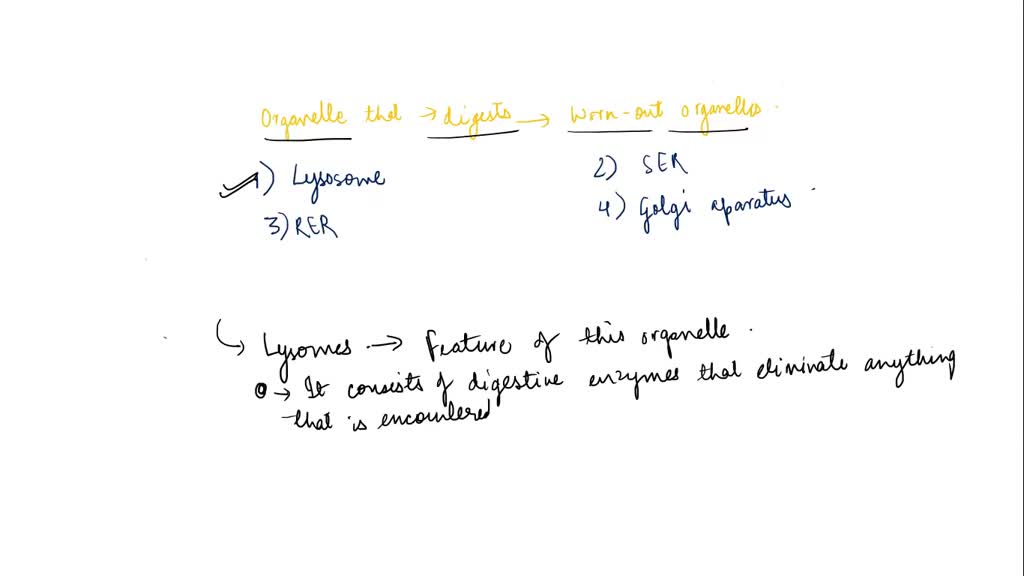 solved-which-of-the-following-organelles-breaks-down-worn-out