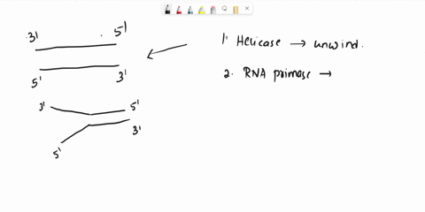 fully-explain-how-dna-is-replicated-include-the-following-terms-origins-of-replication-helicase-primer-dna-polymerase-leading-strand-lagging-strand-okazaki-fragments-dna-ligase-83048